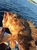 かさご・カサゴ・笠子・Marbled rockfish・Sebastiscus marmoratus　