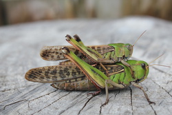 とのさまばった・トノサマバッタ・殿様飛蝗・Locusta migratoria