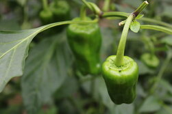 ピーマン・green pepper