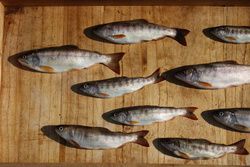 あまご・アマゴ・雨子・Amago salmon・Oncorhynchus masou ishikawae
