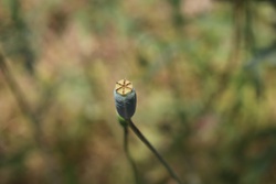 ながみひなげし・ナガミヒナゲシ・虞美人草・Long-headed poppy・Papaver dubium L.