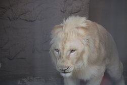 ホワイトライオン・White Lion