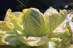 はくさい・ハクサイ・白菜・Brassica rapa var. pekinensis