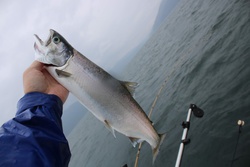 びわます・ビワマス・琵琶鱒・Oncorhynchus masourhodurus