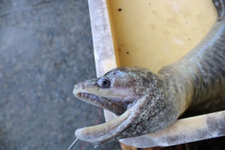 うつぼ・ウツボ・鱓・Moray eel・Muraenidae