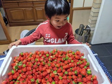 いちご・イチゴ・苺・strawberry