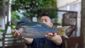 あおだい・アオダイ・青鯛・Paracaesio caerulea