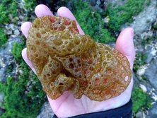 かごめのり・カゴメノリ・籠目海苔・Hydroclathrus clathratus