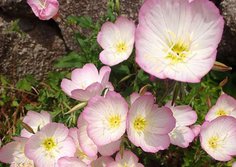 ひるざきつきみそう・ヒルザキツキミソウ・昼咲月見草・Oenothera speciosa