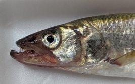 きゅうりうお・キュウリウオ・胡瓜魚・Osmerus mordax dentex