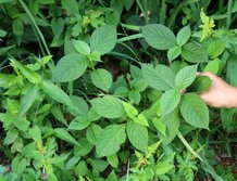 いのこづち・イノコヅチ・猪子槌・Achyranthes bidentata var.japonica