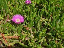 ばくやぎく・バクヤギク・Carpobrotus edulis