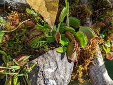 はえとりぐさ・ハエトリグサ・Dionaea muscipula