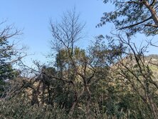 はんのき・ハンノキ・榛の木・Alnus japonica