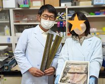 【東京大学 × すし作家】昆布締めのおいしさ形成メカニズムの解明