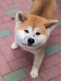 秋田犬（あきたいぬ・あきたけん）・Canis lupus familiaris