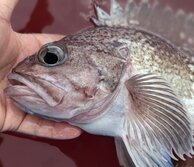 たぬきめばる・タヌキメバル・Sebastes zonatus