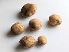 じゃがいも・ジャガイモ・馬鈴薯〈ばれいしょ・バレイショ〉・potato・Solanum tuberosum