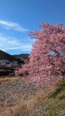 かわづざくら・カワヅザクラ・河津桜・Cerasus lannesiana 'Kawazu-zakura'
