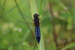 はらびろとんぼ・ハラビロトンボ・腹広蜻蛉・Lyriothemis pachygastra
