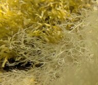 いばらのり・イバラノリ・Hypnea asiatica Geraldino, E.C. Yang & S.M. Boo
