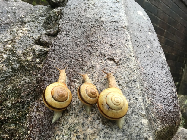 snailsIMG_3741.jpg