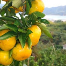 島みかん2016(愛媛県 岩城島) 《完売御礼》