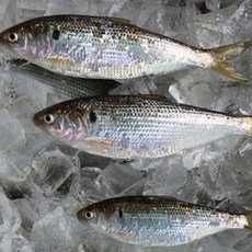 コハダ(3kg)