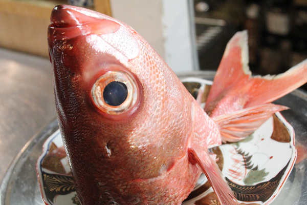 魚の頭の写真 ハチビキ