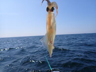 〈北海道〉おすしやさんがいらっしゃる！ 函館のお魚イカをさばいてみよう