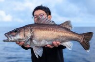 〈東京都〉「柏崎のアラ」試食会