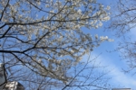 s_IMG_1133_JPG.jpg