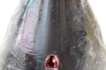 05.jpg
