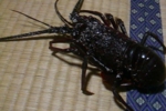 121.jpg