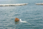 207.jpg