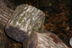 139.jpg