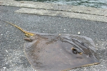 129.jpg