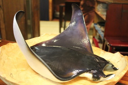 ひめいとまきえい・ヒメイトマキエイ・Mobula mobular
