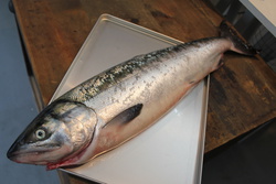 さけ・サケ・鮭・salmon