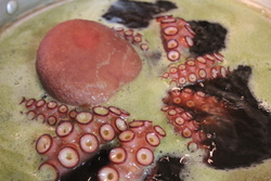 まだこ・マダコ・真蛸・Octopus sinensis