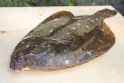 いしがれい・イシガレイ・石鰈・Platichthys bicoloratus