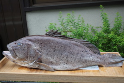 つちほぜり・ツチホゼリ・土穿