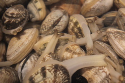 あさり・アサリ・浅蜊・Ruditapes philippinarum