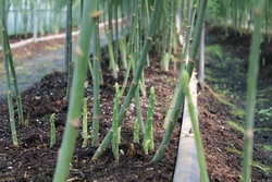 アスパラガス・Asparagus officinalis