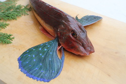 ほうぼう・ホウボウ・Chelidonichthys spinosus