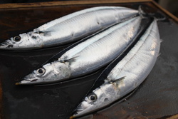 さんま・サンマ・秋刀魚