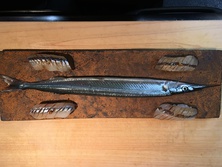 さより・サヨリ・針魚・細魚・Japanese halfbeak・Hyporhamphus sajori
