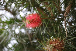 ぶらしのき・ブラシノキ・bottle brush