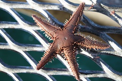 とげもみじがい・トゲモミジガイ・Astropecten polyacanthus