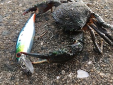 いしがに・イシガニ・石蟹・Charybdis japonica